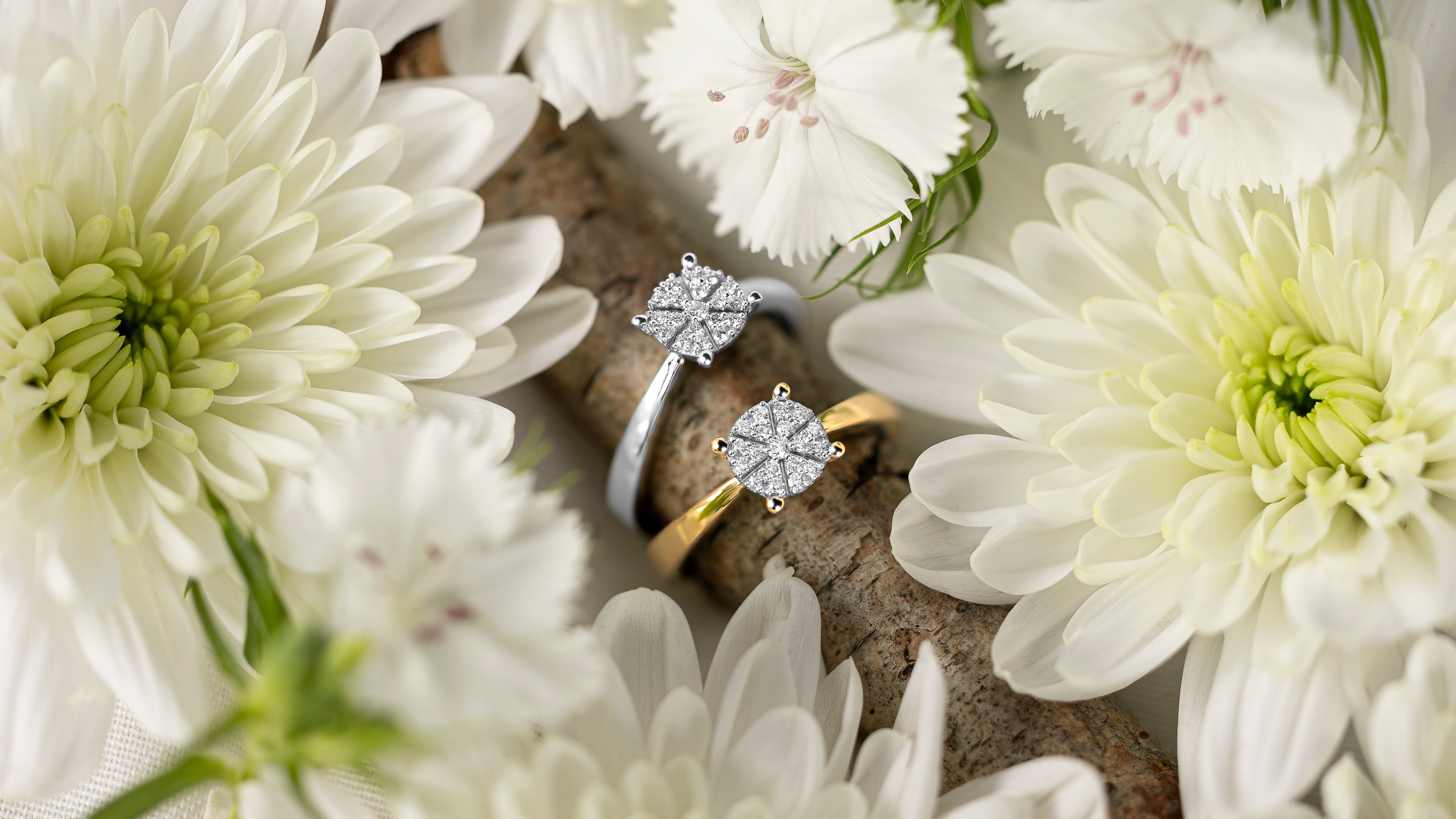To diamantringer, én i sølv og én i gull, plassert blant hvite krysantemumblomster, som skaper en elegant og romantisk stemning.